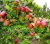 Jamaica plants 100 Kenyan Wambugu apple trees in import substitution drive – Green