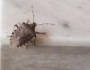 This Bug Wants Into Your Maine Home Whether You Like It Or Not