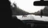 Montana Ranks #1 for This Driving Danger