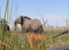 Terrified Tourists: Watch a Bull Elephant Charge Visitors in a Botswana Marsh