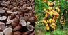 Cocoa, copra export earn SB$511m as agriculture sector surges