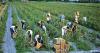Florida's agriculture industry could suffer if H-2A workers are too hesitant to come
