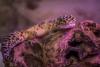 New Gecko Species Discovered in Chile’s Atacama Desert