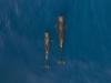 TIMOR-LESTE ANNOUNCES START OF WHALE-WATCHING SEASON