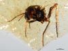 Amber from Ecuador Reveals Insects from the Age of Dinosaurs
