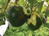 Florida’s avocado industry faces renewed threat from ASBVd