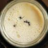 Scientists recreate ‘ant yogurt’ from traditional Turkish, Bulgarian recipe