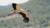White stork population in Bulgaria rises by a third – census