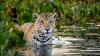 Spot Wild Jaguars And Colorful Birds At This Stunning Brazilian Park