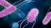 Scientists Are Testing a Vaccine for Food Poisoning. It Can’t Come Soon Enough