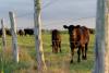 AgriLife Extension publishes fact sheet on invasive pasture mealybug