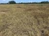 Texas A&M AgriLife Extension publishes fact sheet on invasive pasture mealybug