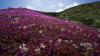 Chile’s Atacama Desert blooms after rare winter rains