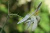 In DRC’s Kivu region, the moringa tree offers valuable health benefits