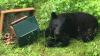 Humans should avoid conflicts with bears by any means, Connecticut officials say
