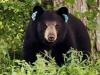 As Sightings Rise, DEEP Urging Residents to Avoid 'Conflicts' With Bears This Fall Across Connecticut