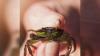 Connecticut restaurants serving Invasive European Green Crabs to help regulate population