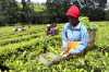 Kenya, Sub-Sahara growth resilient but face urgent jobs challenge – World Bank