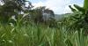 Ethiopia’s Agroecology Strategy Moves Forward with Expert Contributions