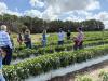 Wilton Simpson tours North Florida farm to promote local supplier of Walmart