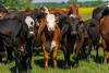 AgriLife Extension economist: Cattle prices haven’t hit the ceiling yet