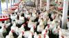 Poultry industry fastest pathway to food security, job creation in Nigeria: PAN