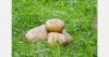 Denmark keeps potato week tradition during school break