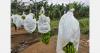 "Large-scale fruit planting is currently underway in Ethiopia"