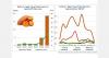 Egyptian sweet potato exports dominate Spanish market