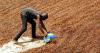 Ivory Coast traces 40% of cocoa, But EU anti-deforestation law delayed