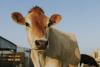 Dangerous animal disease detected in Lithuania – Latvia tightens surveillance