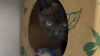 Just in time for spooky season: See the black cats available for adoption at the Nebraska Humane Society