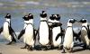 African penguin population crashes in Namibia, now critically endangered