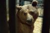Armenia’s Struggle to Free Its Bears
