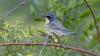 Hear how Michigan’s Kirtland’s warbler finds winter refuge in The Bahamas