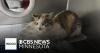 Cat discovered in shipping container from China now on road to recovery