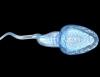 Lifestyle factors aggravate genetic causes of male infertility, study finds