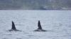 Lifestyle The Cool Down Cameras capture stunning footage as ocean giants make rare appearance: 'It has always been a lifelong dream to see'