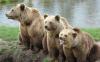 EU-Funded Project to Determine Bulgaria’s Bear Population