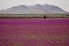 The Atacama Desert in Chile is blooming