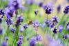 EU agri-working group recommends tool for assessing biodiversity loss