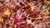 Can I legally burn leaves in Delaware? Asking for a friend