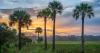 SAVING NATURAL FLORIDA: 'You see it disappearing before your eyes'