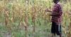 Kenya studies links between climate, mental health