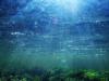 Jamaica launches first-ever marine fish farming pilot