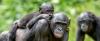 Science ScienceAlert There's an Evolutionary Reason Why Female Mammals Live Longer
