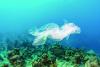 Plastic pollution treaty not dead in the water, says UN expert