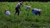 Immigration enforcement risks higher food prices, Labor Department warns