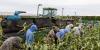 Trump’s own Labor Department quietly admits his immigration crackdown risks ‘supply shock-induced food shortages’ and higher prices