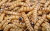 Feature: Insects, solution to Africa’s malnutrition and food problems